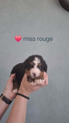 Miss rouge - Bouvier Bernois