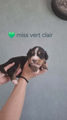 Miss vert clair - Bouvier Bernois