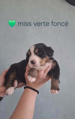 Miss vert foncé - Bouvier Bernois