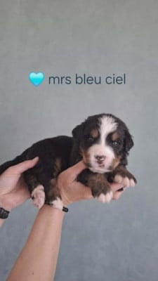Mrs bleu ciel - Bouvier Bernois