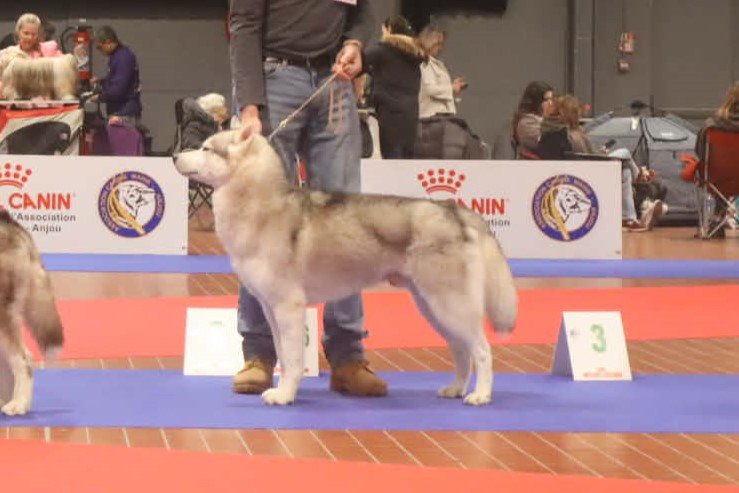 Urios Des Legendes Du Triskel