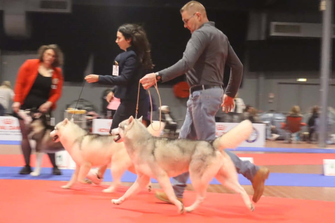 Urios Des Legendes Du Triskel