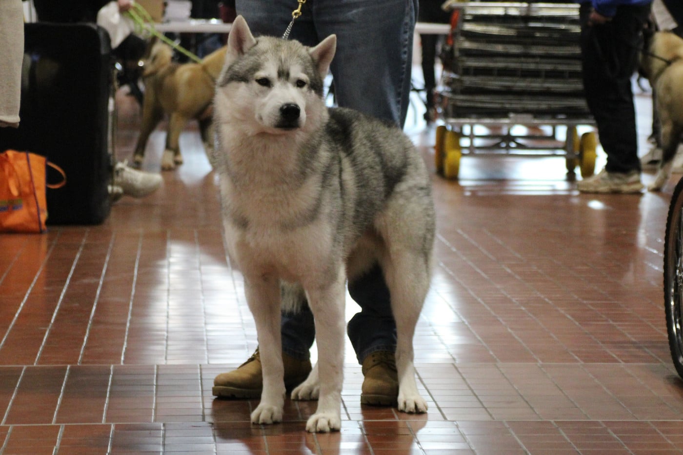 Urios Des Legendes Du Triskel