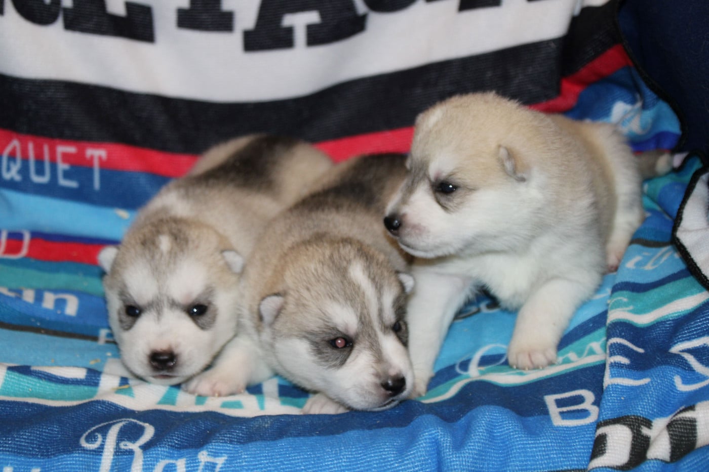 Siberian Husky - Des Legendes Du Triskel