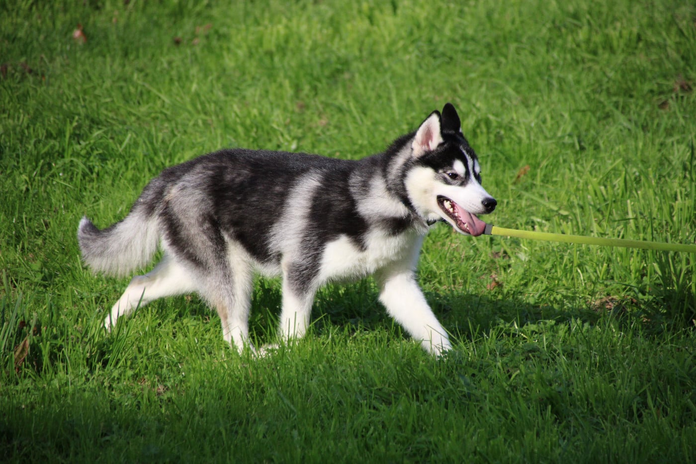 Siberian Husky - Des Legendes Du Triskel