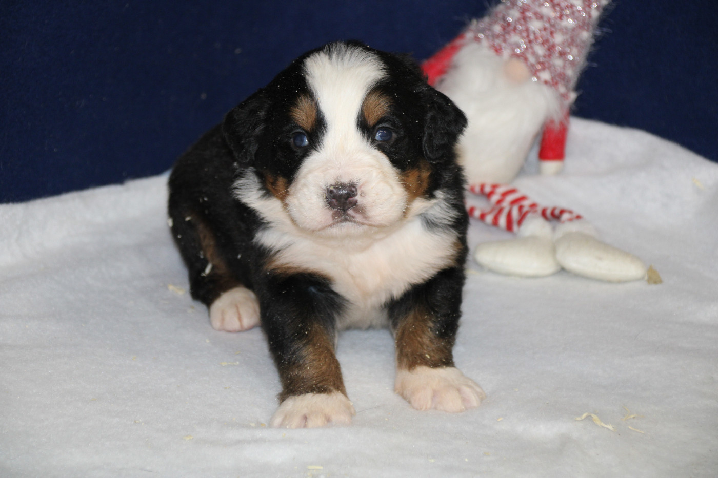 Bouvier Bernois - Des Legendes Du Triskel