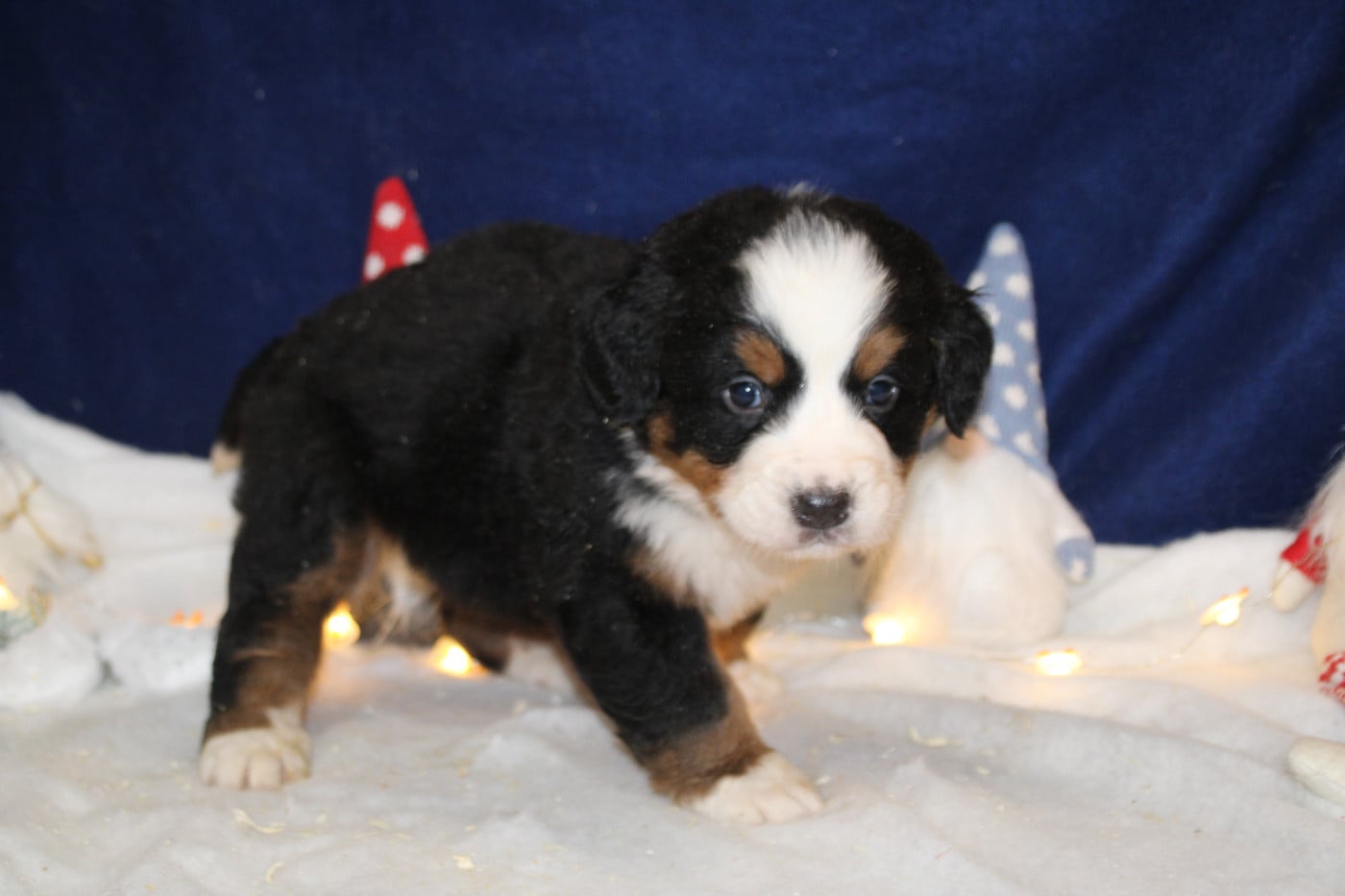 Chiot 4 collier jaune