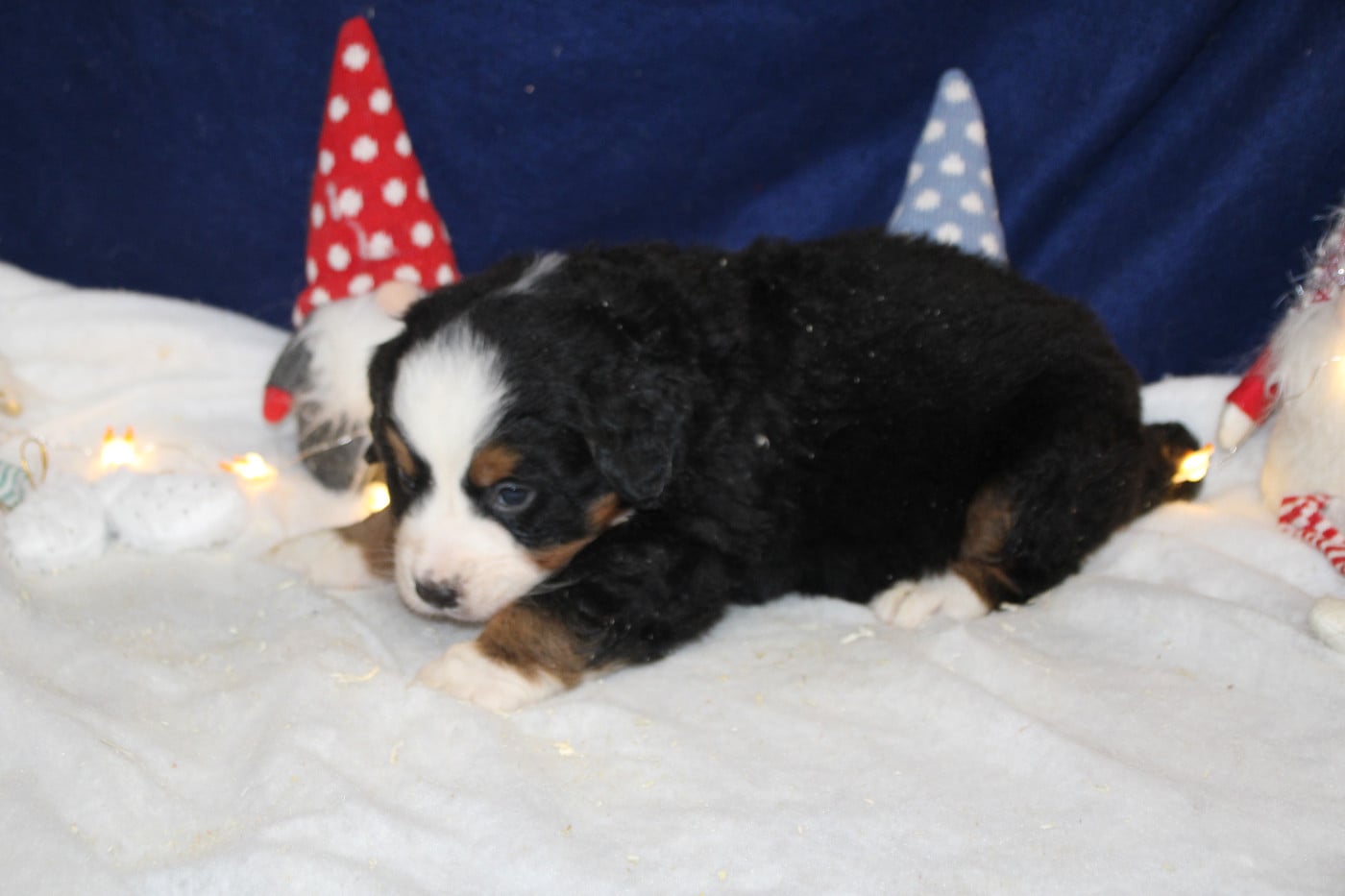 Chiot 4 collier jaune