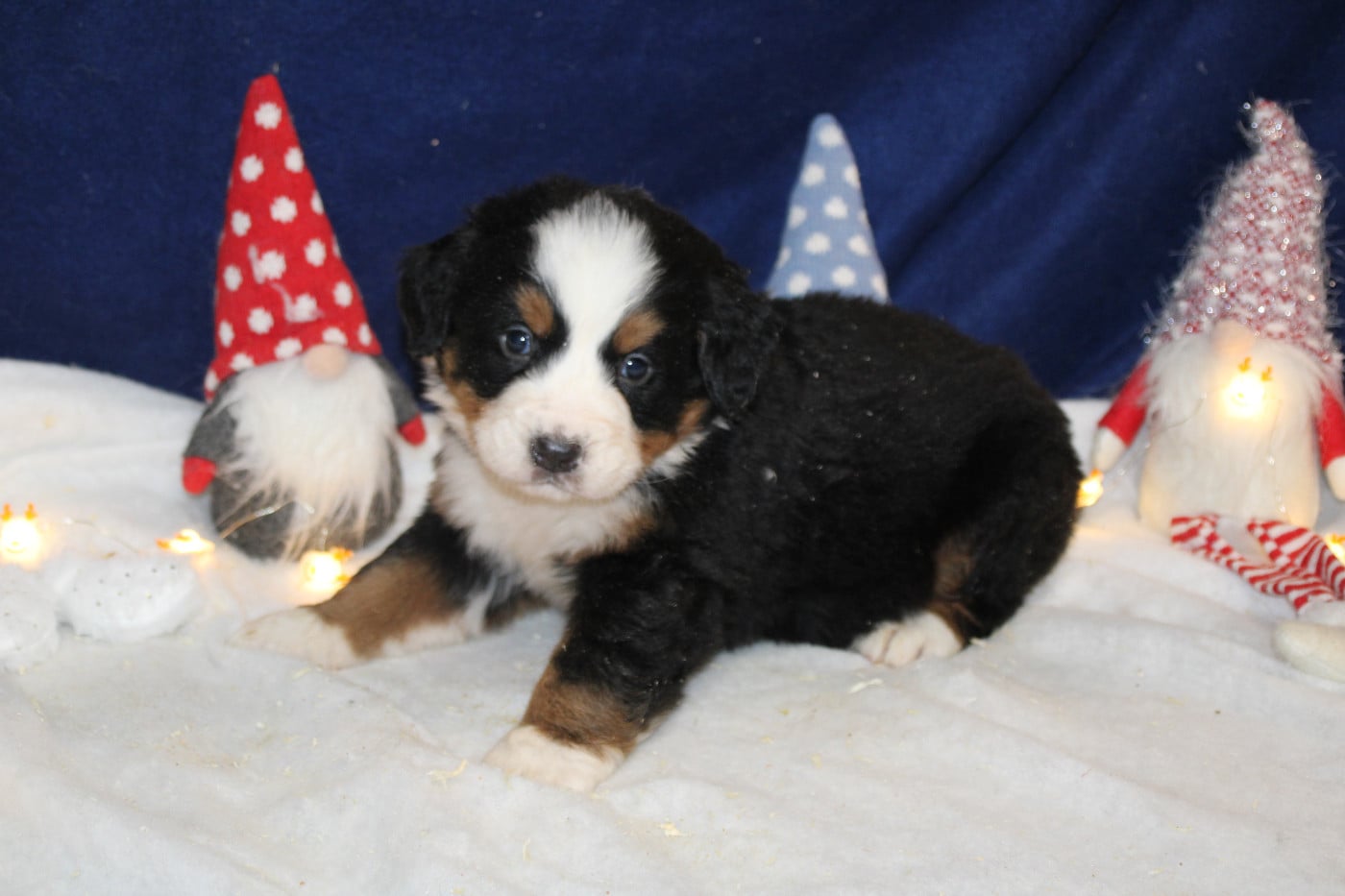 Chiot 4 collier jaune