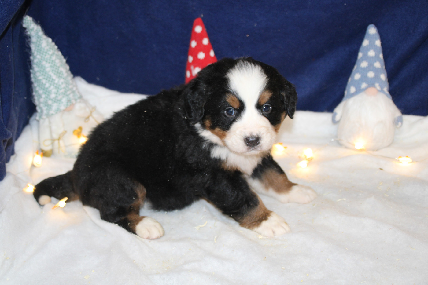Chiot 4 collier jaune