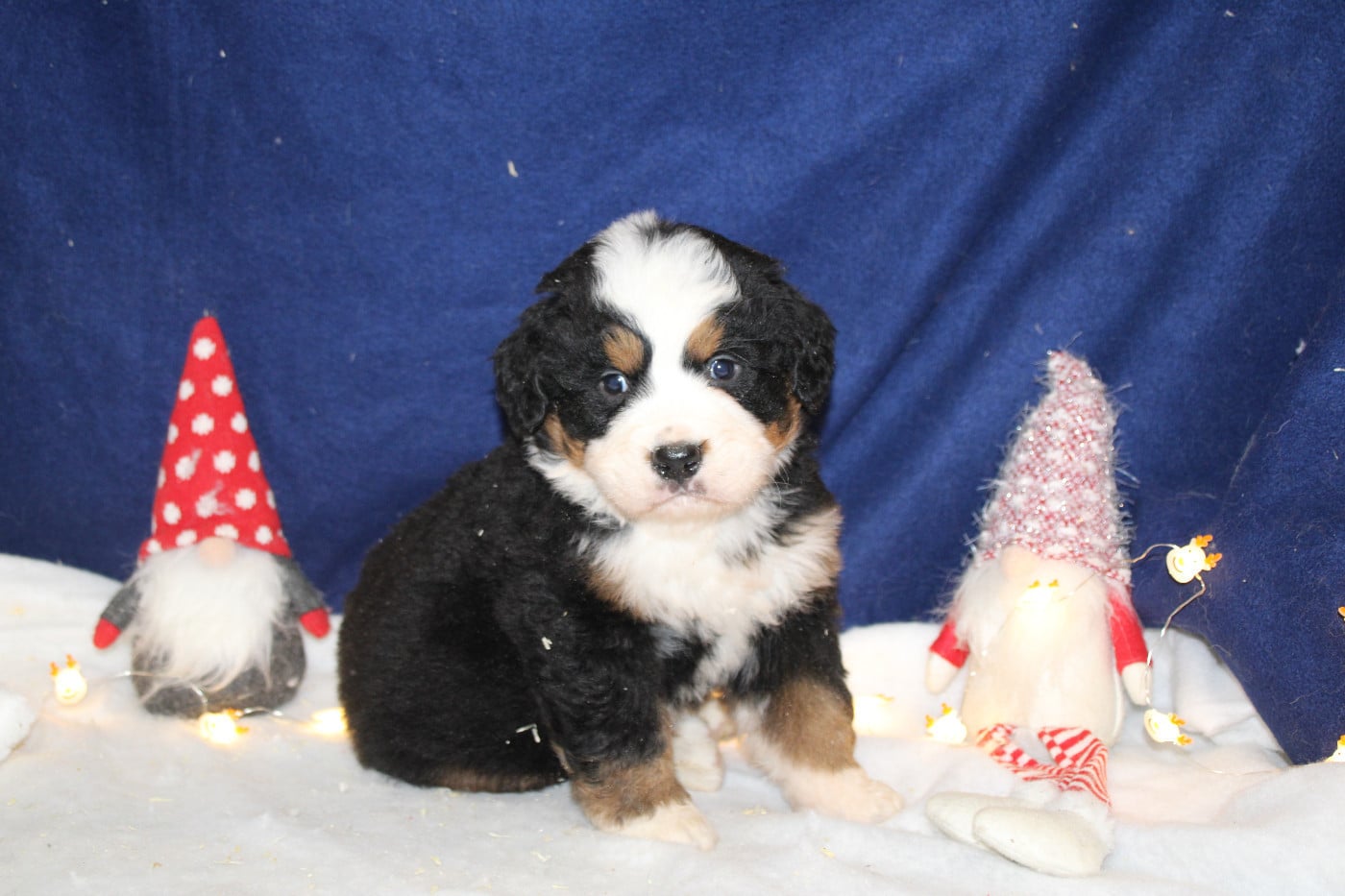Chiot 1 collier rouge