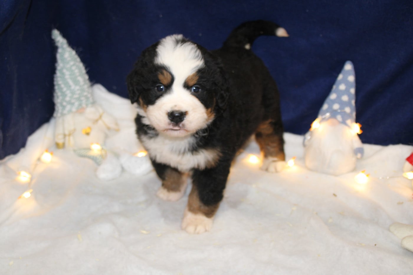 Chiot 1 collier rouge