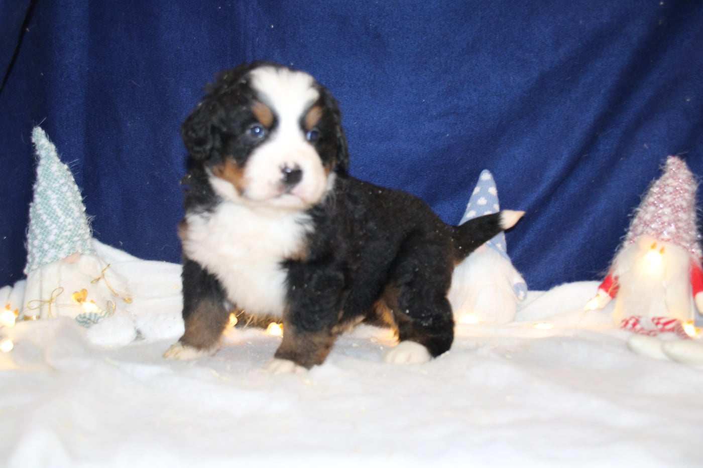 Chiot 3 collier vert