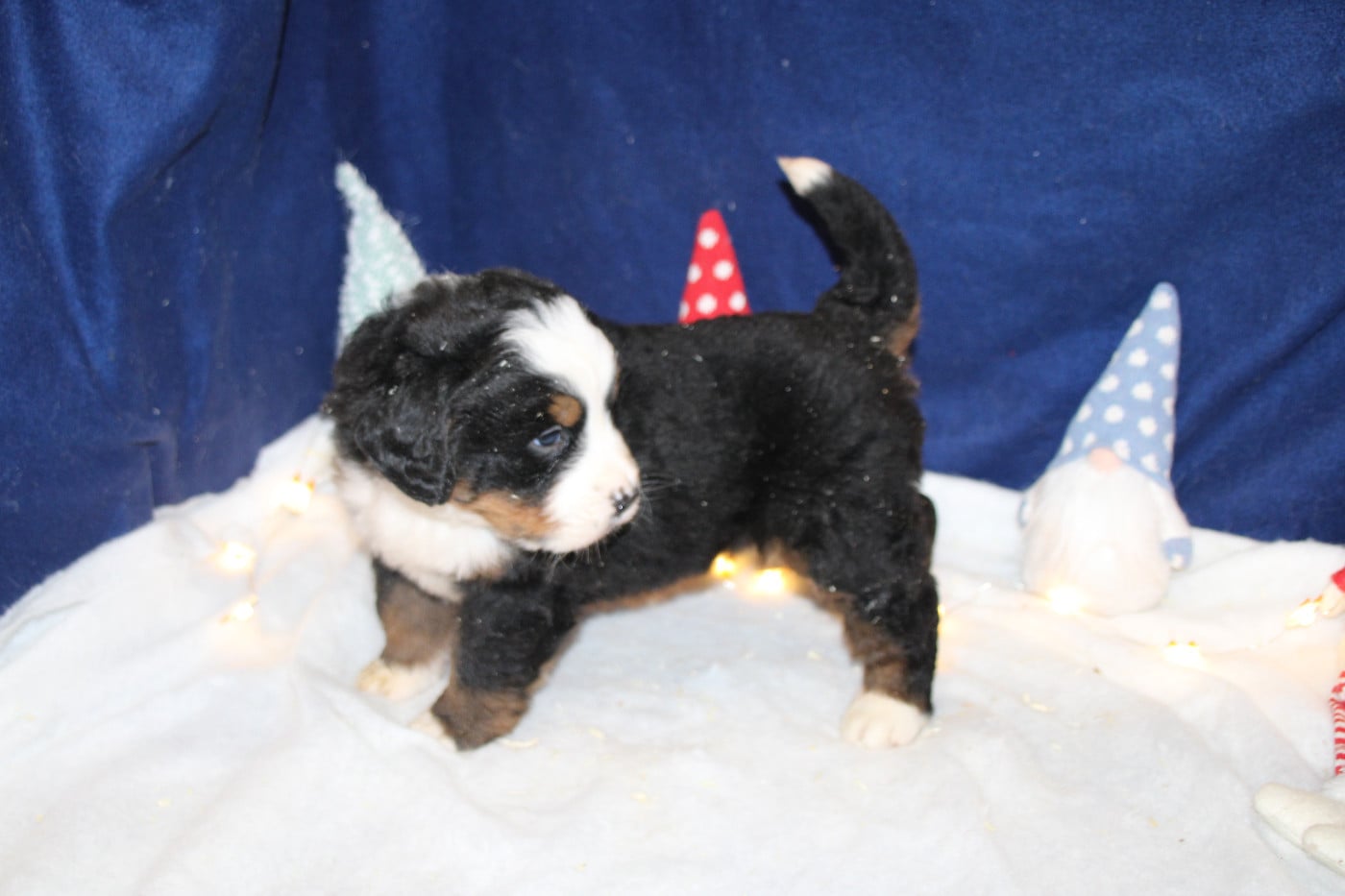 Chiot 3 collier vert