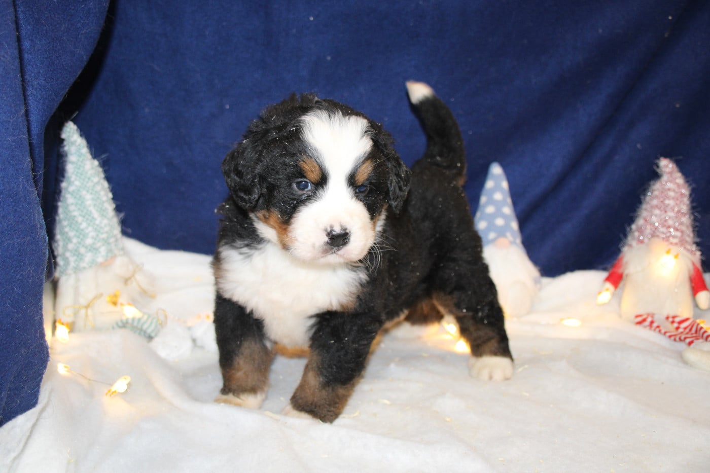 Chiot 3 collier vert