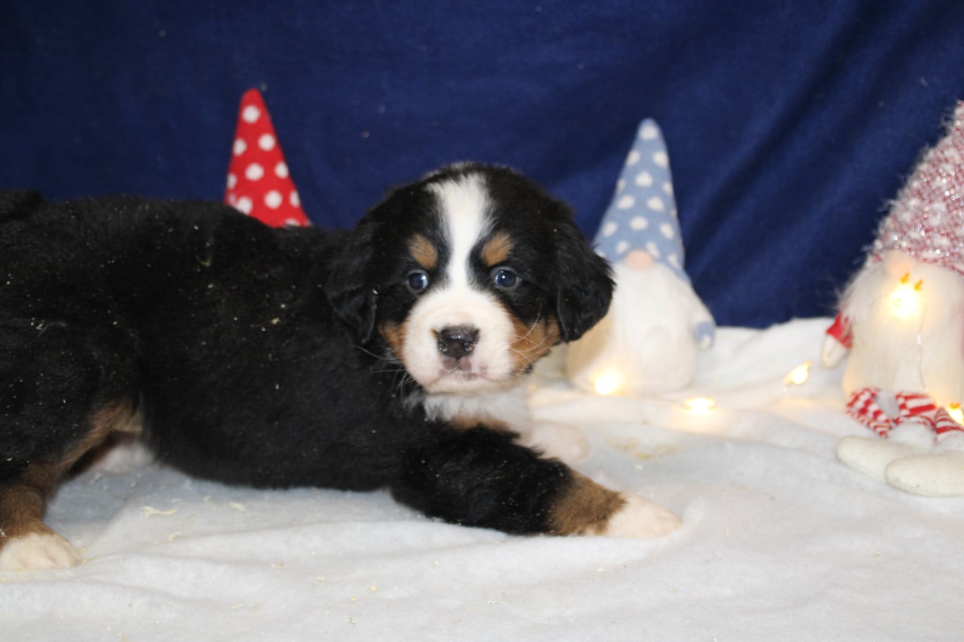 Chiot 5 collier violet