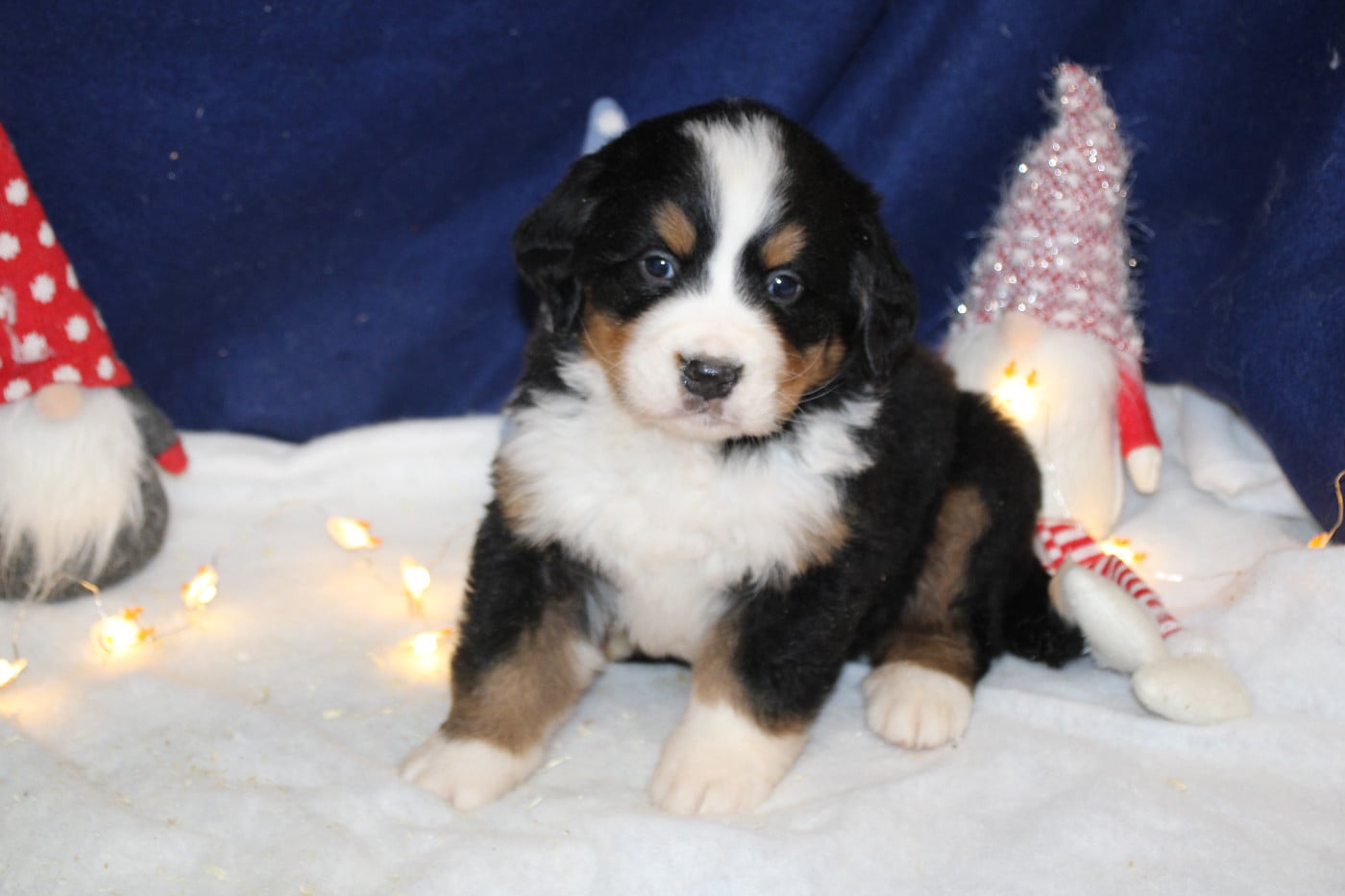 Chiot 5 collier violet