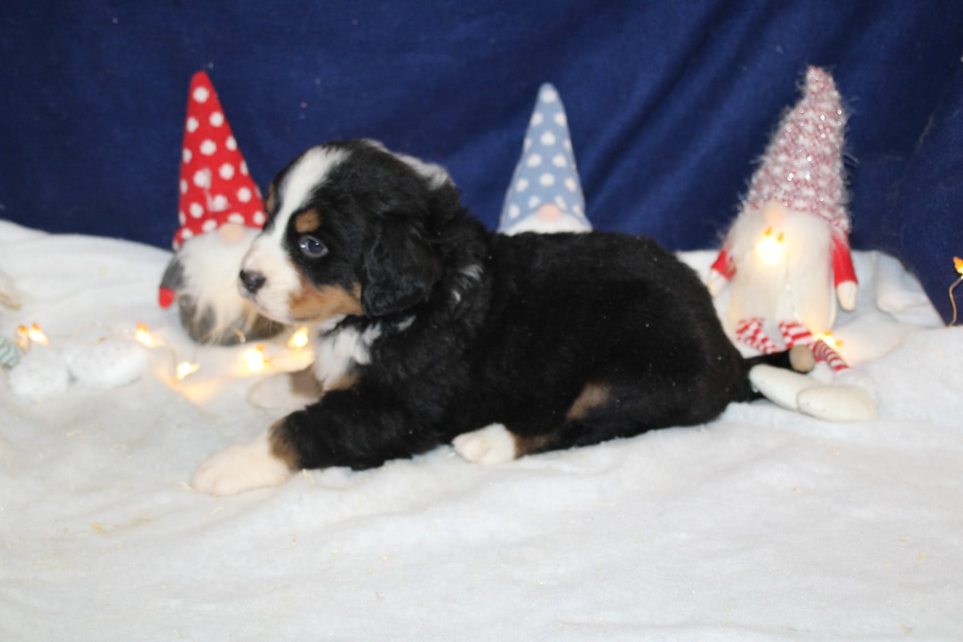 Chiot 5 collier violet