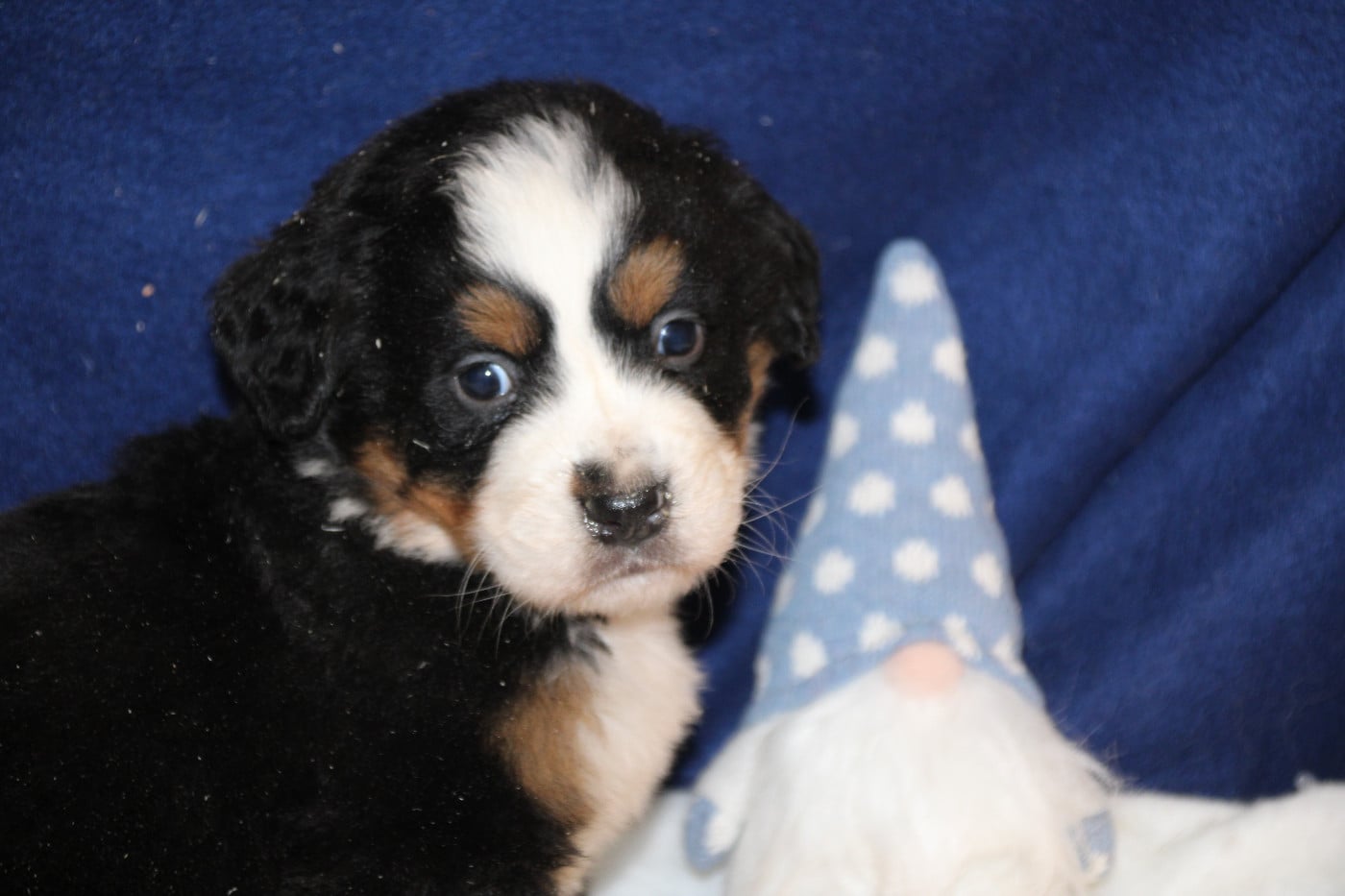 Chiot 6 collier rose