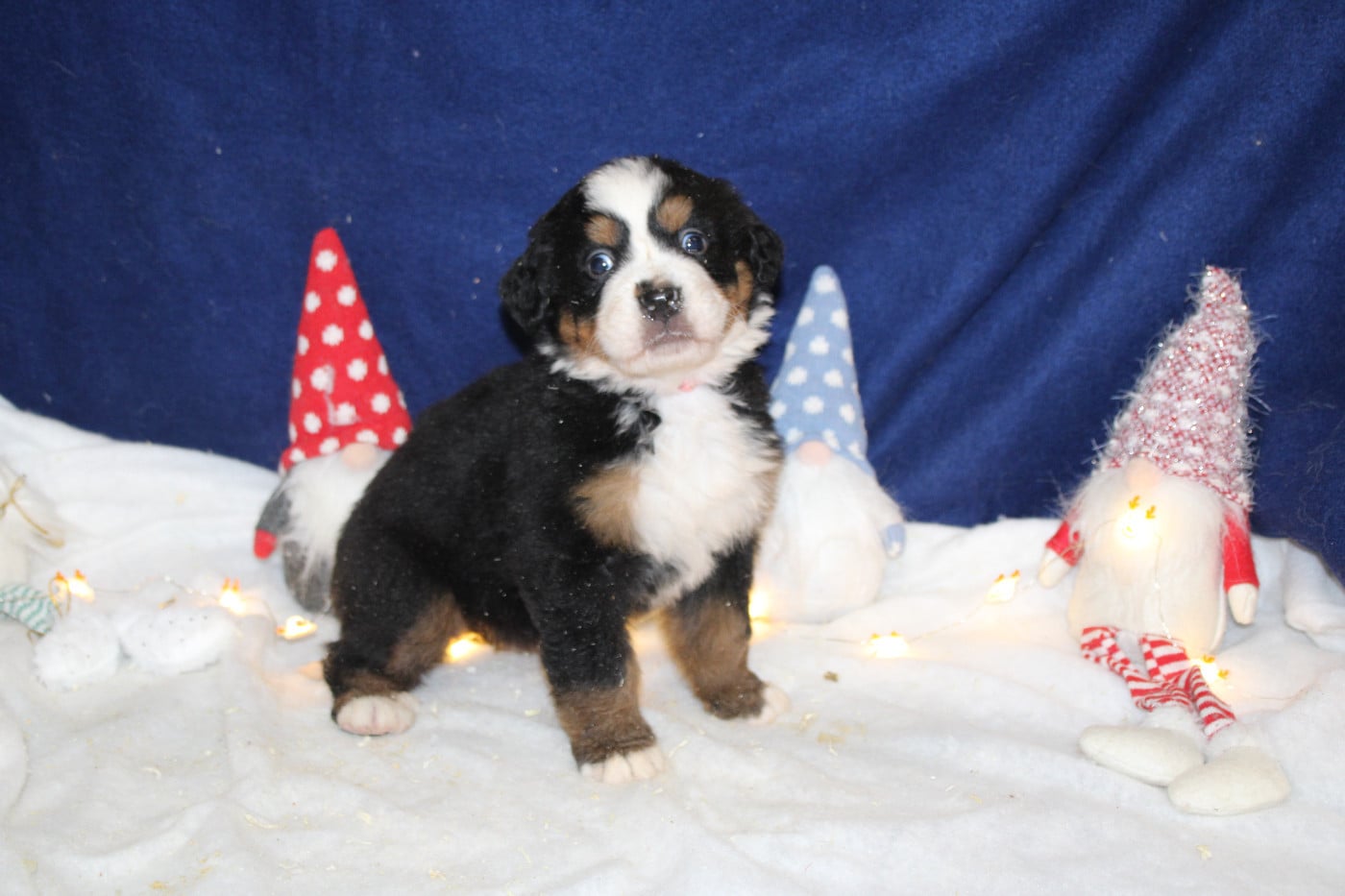 Chiot 6 collier rose