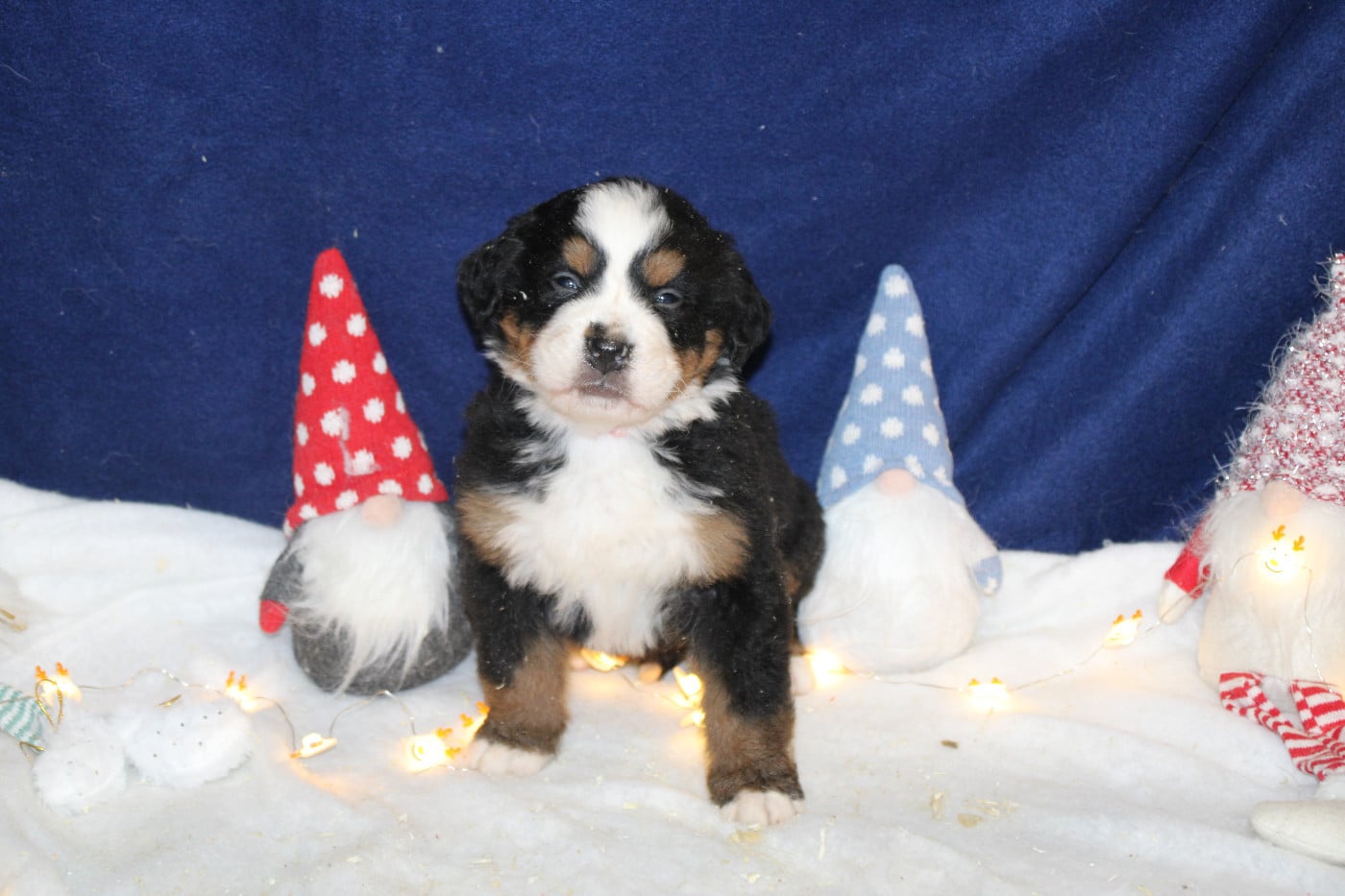 Chiot 6 collier rose