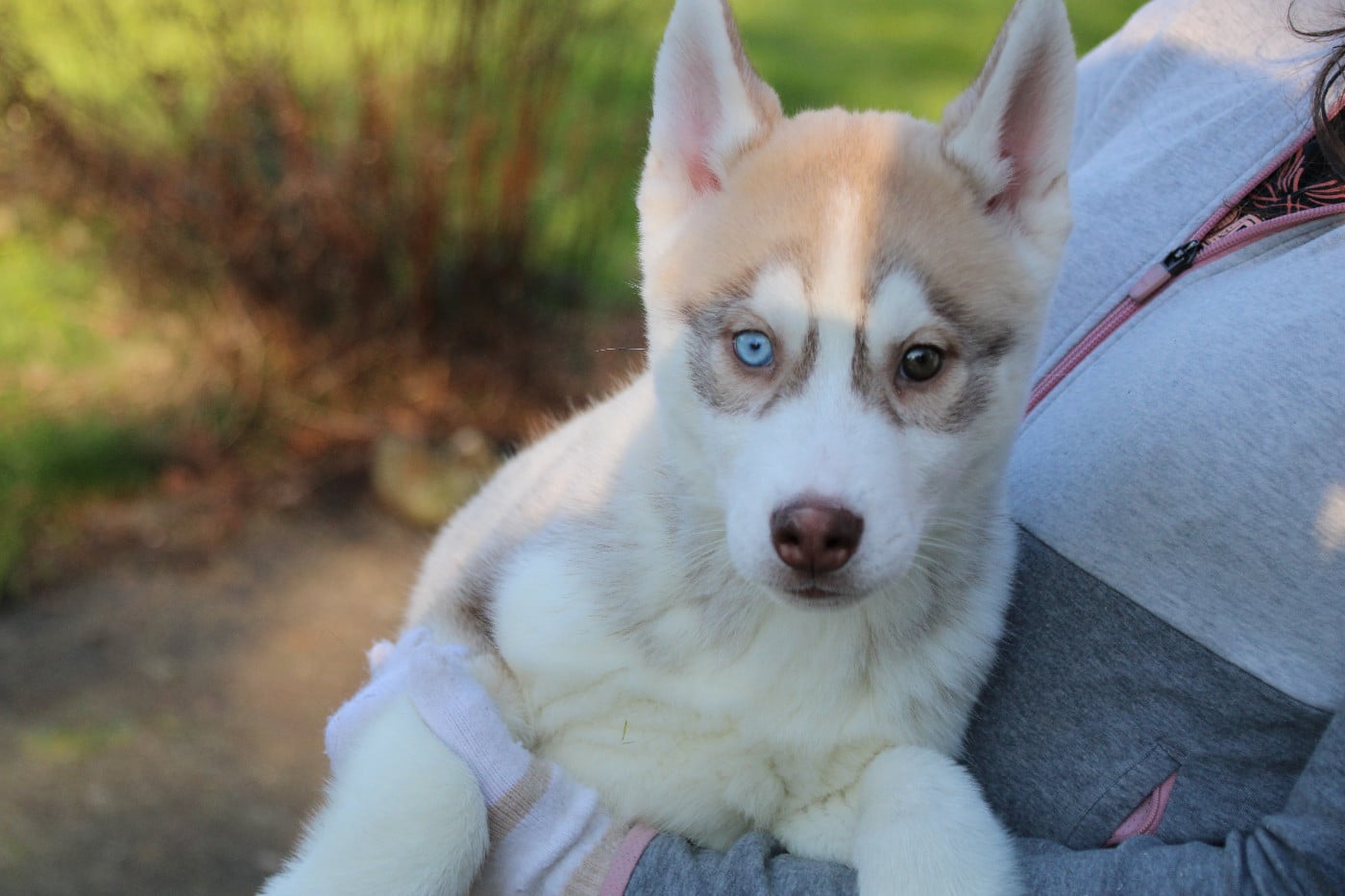 Siberian Husky - Des Legendes Du Triskel