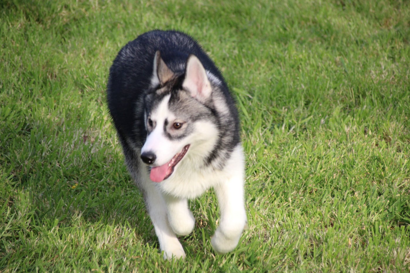 Siberian Husky - Des Legendes Du Triskel