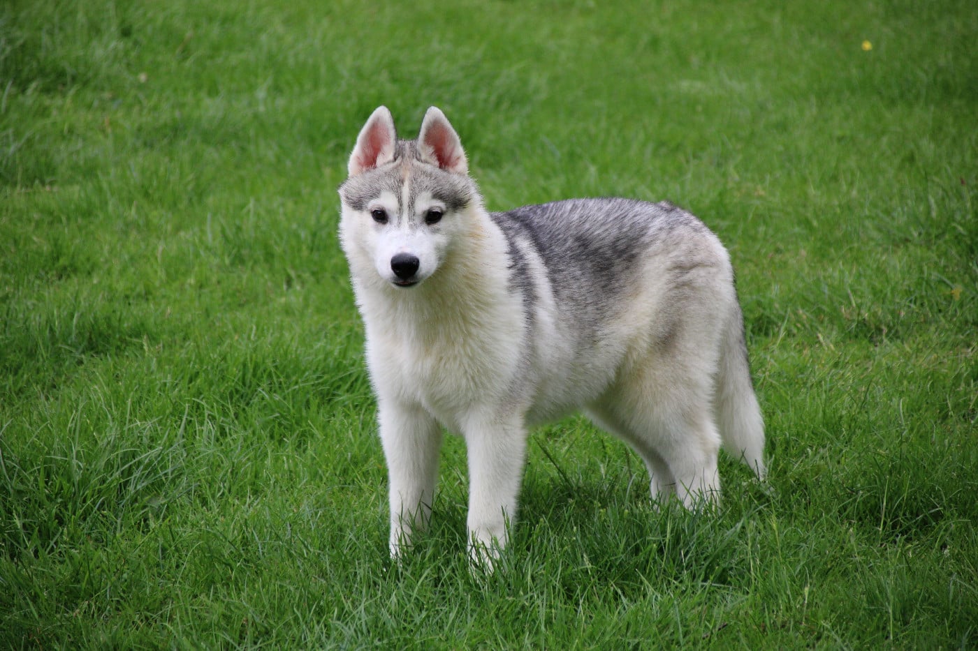Chiot N°5