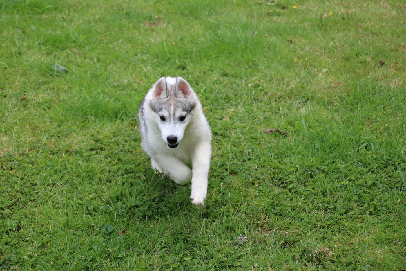 Chiot N°5