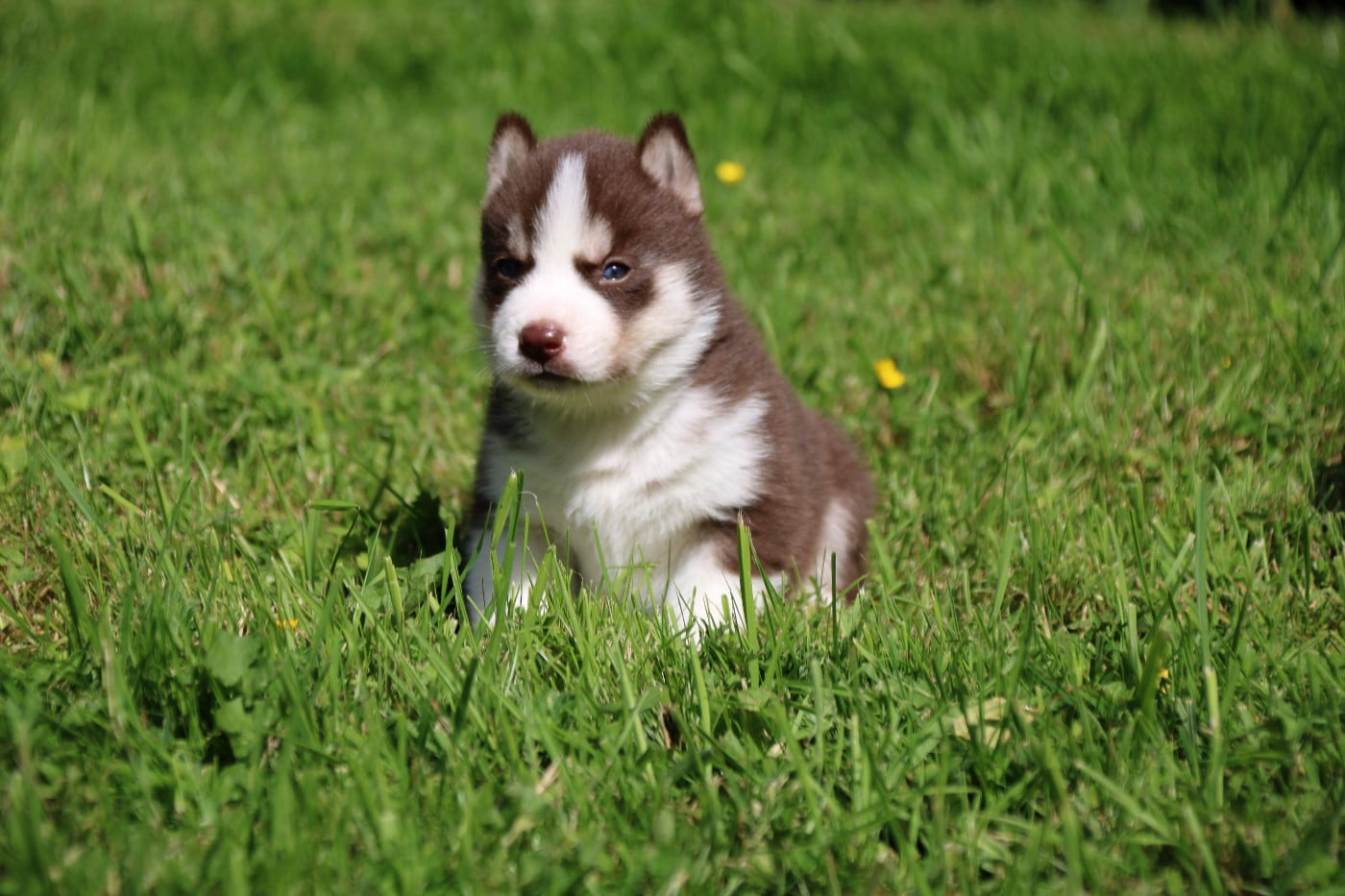 Siberian Husky - Des Legendes Du Triskel
