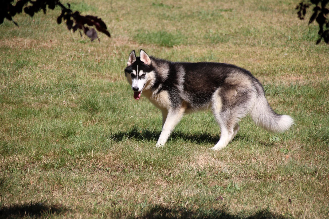 Siberian Husky - Des Legendes Du Triskel