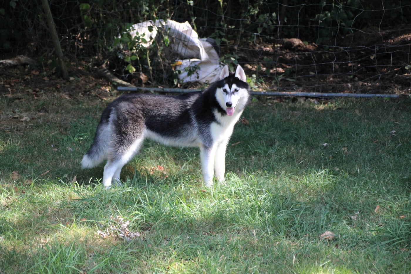 Siberian Husky - Des Legendes Du Triskel