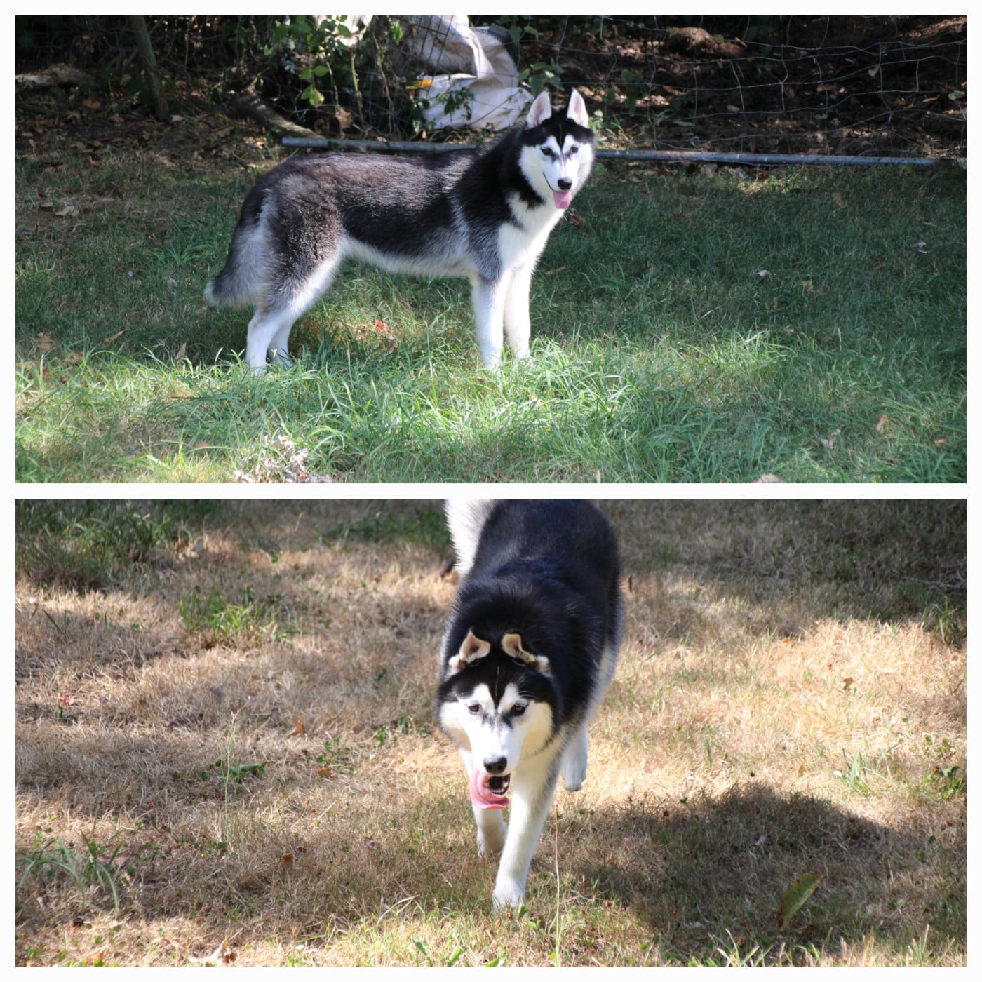 Siberian Husky - Des Legendes Du Triskel
