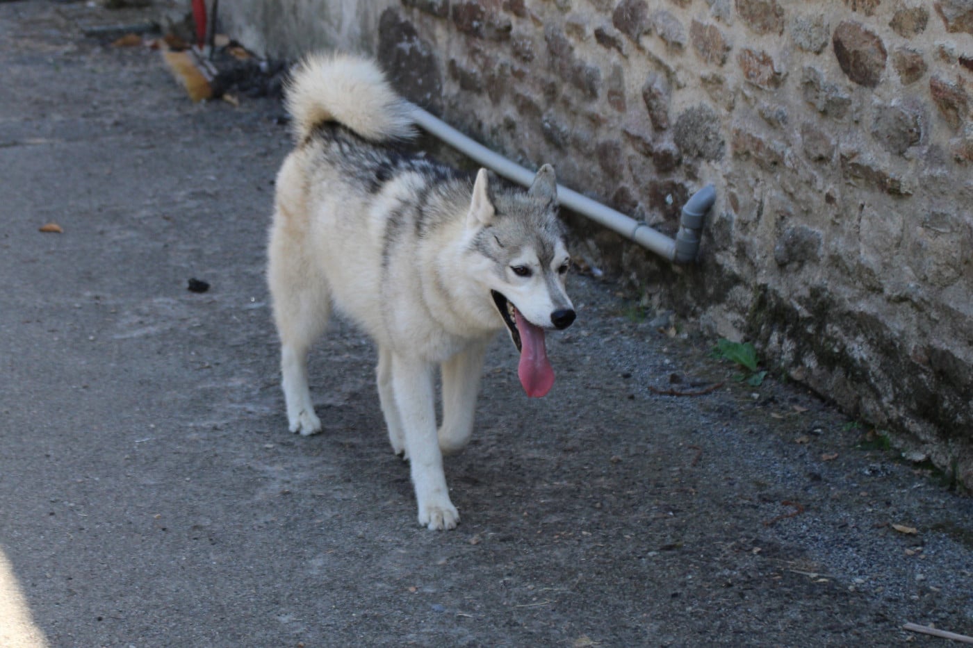 Siberian Husky - Des Legendes Du Triskel