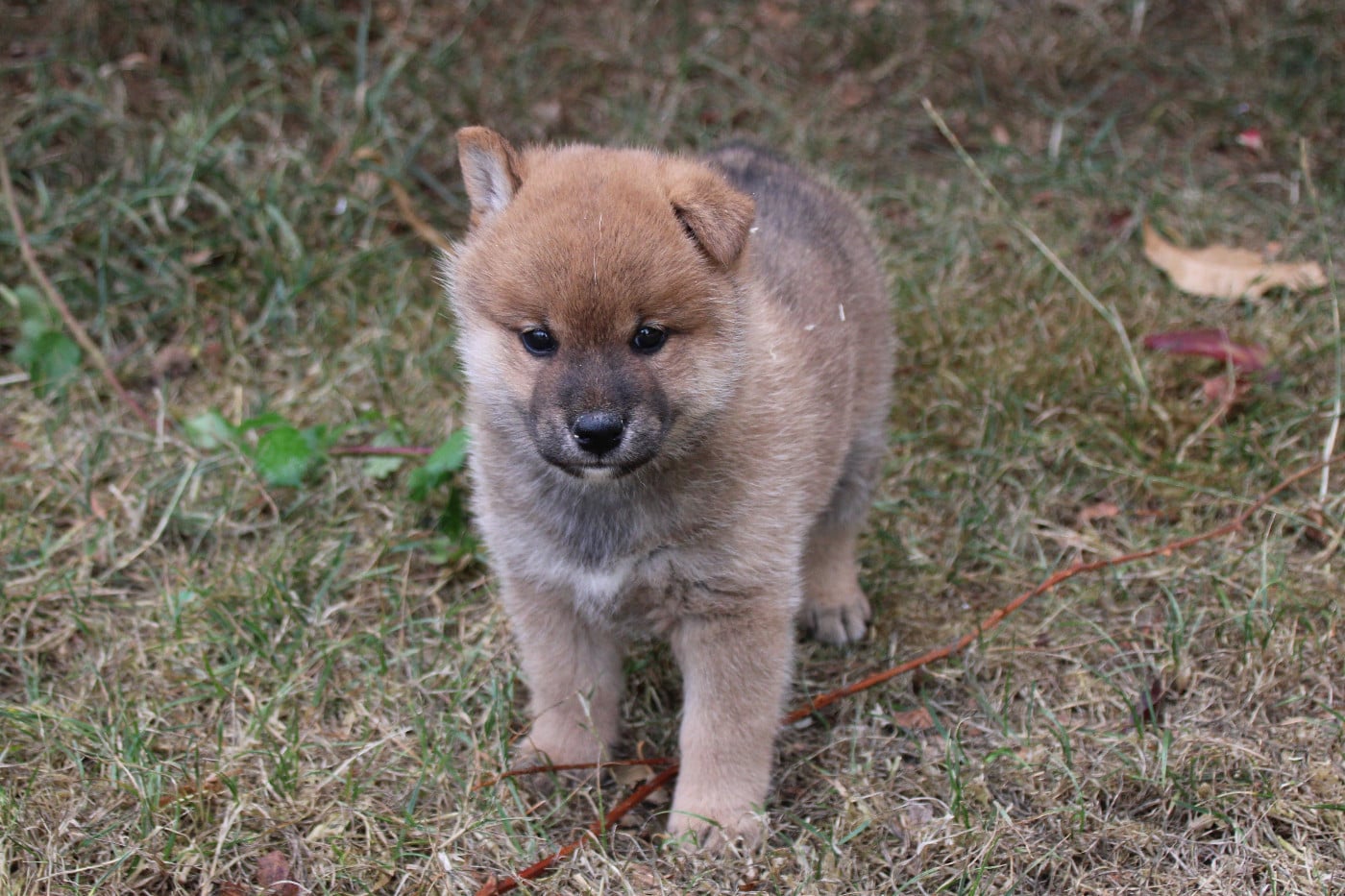 Shiba - Des Legendes Du Triskel