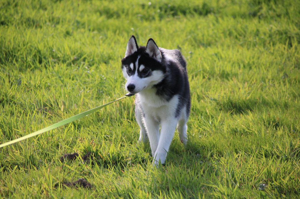 AROW  noir et blanc avec tache blanche