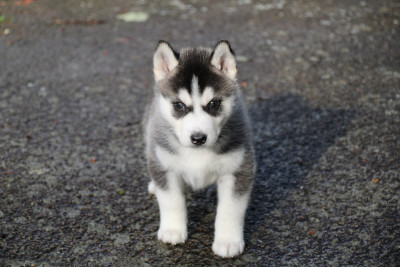 Les chiots de Siberian Husky