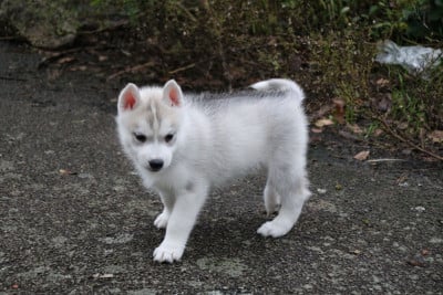 Les chiots de Siberian Husky