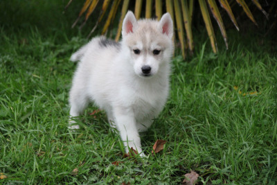 Les chiots de Siberian Husky