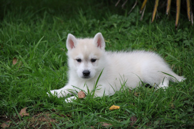 Les chiots de Siberian Husky