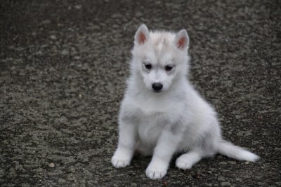 Les chiots de Siberian Husky