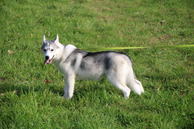 Les chiots de Siberian Husky