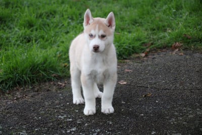 Les chiots de Siberian Husky