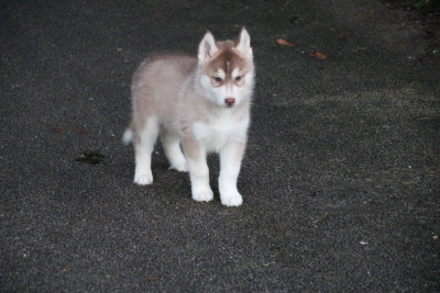 Les chiots de Siberian Husky