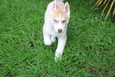 Les chiots de Siberian Husky