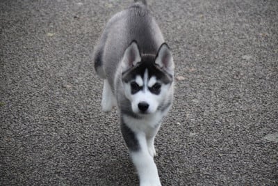 Les chiots de Siberian Husky
