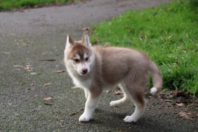 Les chiots de Siberian Husky