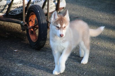 Les chiots de Siberian Husky