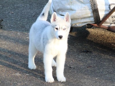 Les chiots de Siberian Husky