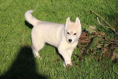 Les chiots de Siberian Husky
